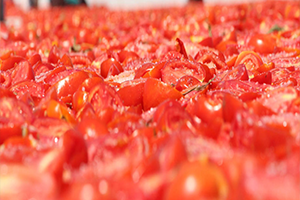 Prof. Dr. Aziz Ekşi: Plastik Kaplardaki Salça İnsan Sağlığına Zararlı