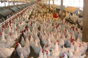 Tavuk Eti Yüzde 20 Zamlandı