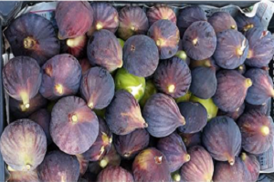 Aydın İnciri Temiz Çıktı