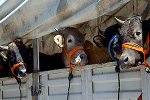 Kurbanlıklar 17 Ağustos`ta İstanbul`a Gelecek