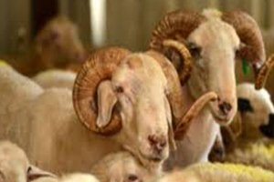 Kurban Bayramı`na Doğru