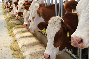 `Verimliliği Devam Eden Dişi Hayvanları Kurbanlık Yapmayalım`