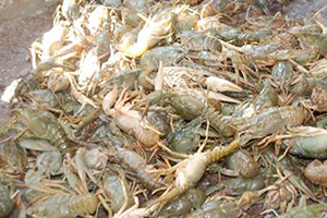 Tüm Dünya O Köyden Alıyor...