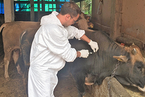 Şap Aşılama Kampanyası başladı