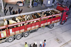 Devlet, Kilosu 3.95 Dolara Besilik Sığır İthal Edecek