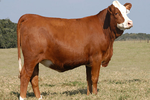 Sağlıklı Kurban Nasıl Olur?