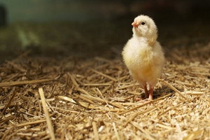 `Civciv Krizi` Çözüldü!