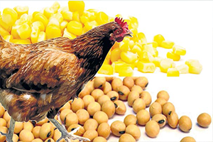 GDO`lu Ürün Sayısı 36 Oldu