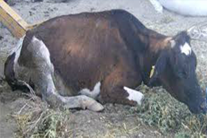 Sığır Tüberkülozu İle Başları Dertte