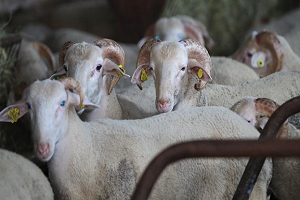 `Et Verimi İçin Kurbanlıklar Stresten Korunmalı`