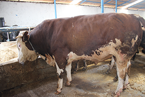 Hayvan Satıcıları Düvenin Karaborsaya Düşmesinden Korkuyor