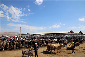 `Kurbanlık Hayvan Konusunda Sıkıntı Yok`