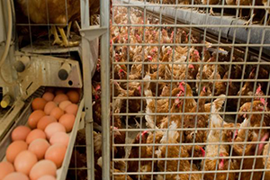 Belçika Tarım Bakanı: 57 Çiftliğe Zehir Karışmış Olabilir