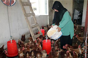 5 Tavukla Başladı, Şimdi 500 Tavuğu Var