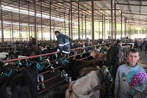 Ağrı`dan Batı İllerine 165 Bin Kurbanlık