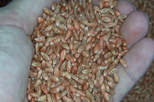 Milli Tohum `Rumeli`ye Talep Bu Yıl da Yüksek