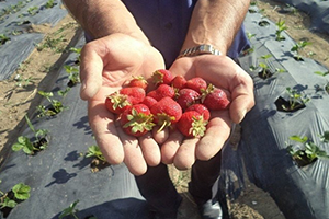 %50 Hibeli Çilek Dağıtımı Büyükşehir`den