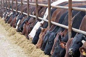 Türkiye`nin Hayvan Varlığı Açıklandı