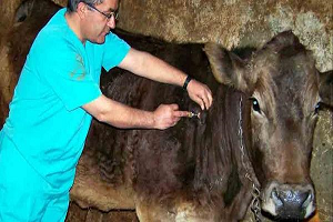 Hayvan Şap Hastalığı Aşılama Dönemi