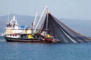 Gırgır Avcılığının İncelikleri