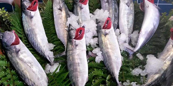 Türkiye`de Balıkçılık Sektörü