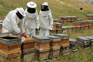 Eğriçayır Balı 5 Ödül Aldı