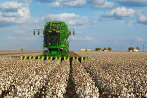 Makineleşme İle Pamuğa Olan İlgi Arttı