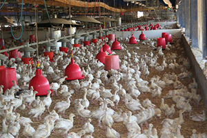 Destekleme İle Hem İş Sahibi Hem İşveren Oldu