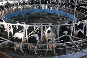 `Kesinlikle Süt Tozu İthalatına İzin Verilmemelidir`