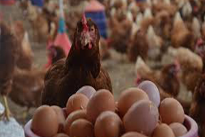 Aylık Yumurta Üretimi 1,6 Milyara Ulaştı