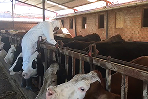 Denizli`de Karantinaya Alınan Mahallelerde Hayvanlara Aşı Yapıldı