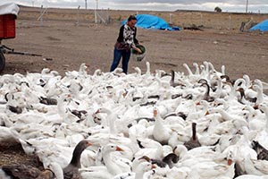 Kurduğu Tesisle Kendi İşinin Patronu Oldu