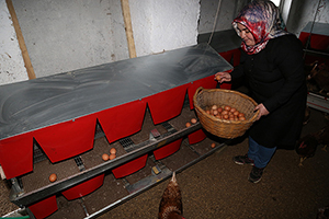 Organik Yumurtadan Ekmeğini Çıkaran Kadın Girişimci, Siparişlere Yetişemiyor