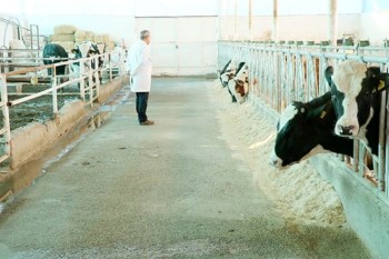 30 Büyükbaş Hayvanla 24 Saat Kesintisiz Enerji Üretiliyor