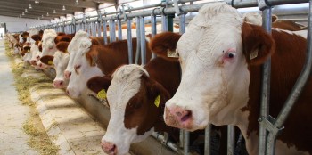 Türkiye`de Kapalı Sistem Hayvancılıkta Son Durum