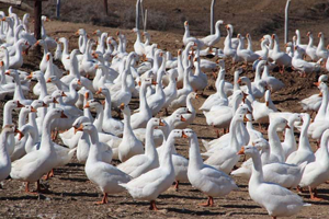 Kaz Çiftliği Kuracaklara Müjde!