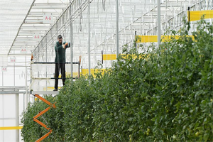 Jeotermal Isıyı Kullanarak Tüm Yıl Üretim Yapabilecekler