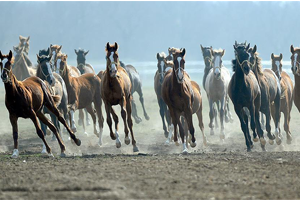 Safkan Arap Atlarının Yetiştirilme Merkezi Sultansuyu