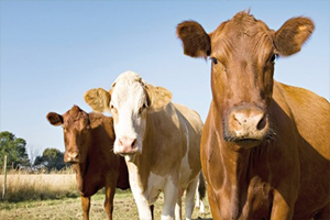 Sığır Fiyatı Yüzde 20 Arttı