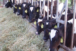 Yem Fiyatları Artınca Çareyi Erken Kesimde Buldular