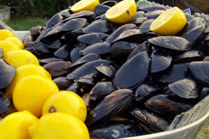 1,1 Ton Kaçak Midye Ele Geçirildi