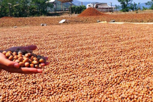 Fındık İhracatından 1 Milyar 214 Milyon Dolar Gelir