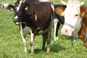 İrlanda`dan 2 Bin Sığır Geliyor