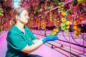 Neden Dikey Tarım ?