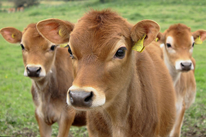 Buzağı Desteklerinde Son 3 Gün!