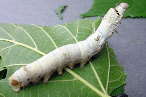 İpek Böcekçiliğinin Püf Noktaları