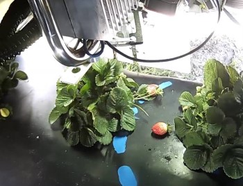 Hasadı Robotlar Yaparsa !