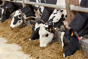 Silajın Hayvanlar Üzerindeki Etkileri