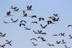 Göçtüler Ama Geri Gelecekler