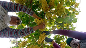 5 YIL KÖY KÖY GEZDİ 100 ÜZÜM ÇEŞİDİNİ KORUMAYA ALDI